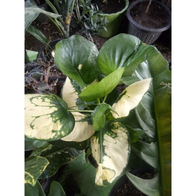 puring apel hijau kuning besar