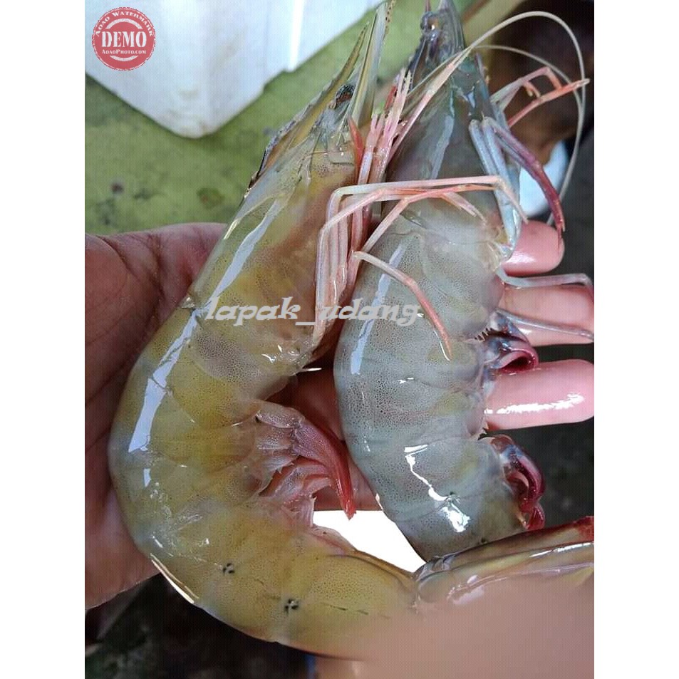 

Udang Segar Udang Peci Segar / Size 20-25 ekor