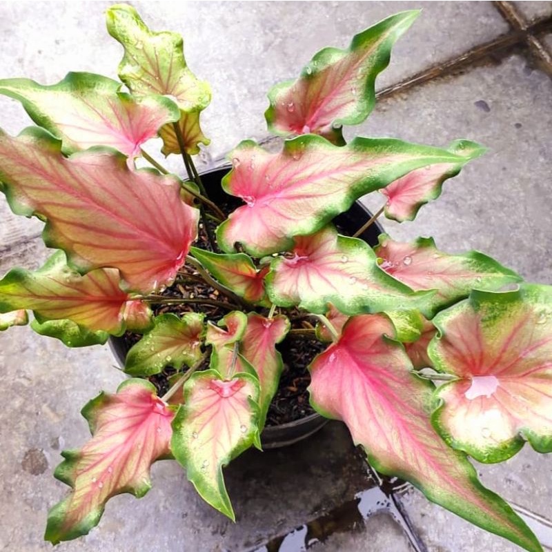 Caladium Keris / bunga keladi / tanaman hias keladi murah / tanaman keladi hidup / caladium thailand