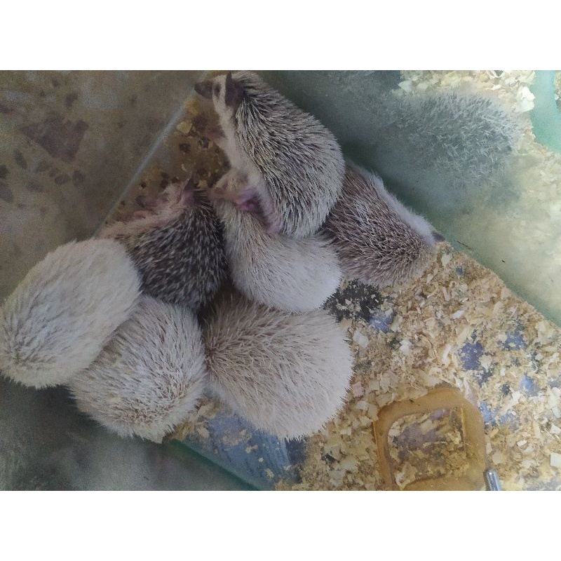 Landak Mini / Hedgehog All varian (HGS Hamster Shop)