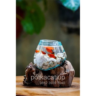 AKUARIUM IKAN CUPANG SIZE L AQUASCAPE AQUARIUM UNIK 