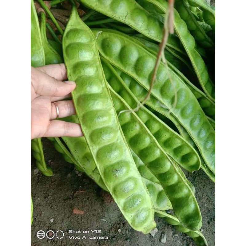 

pete tua super sortiran (harga perpapan 7000)