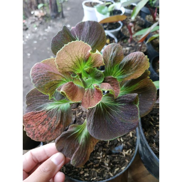 Miana mawar premium cantik merekah