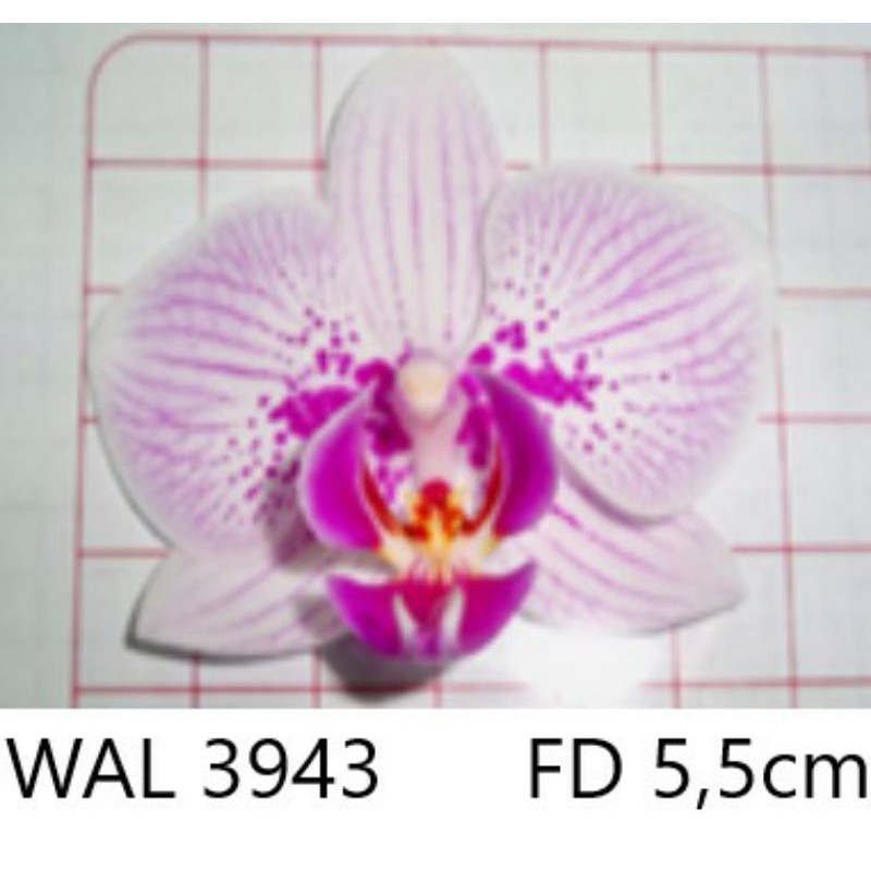 ANGGREK BULAN MINI SPIKE