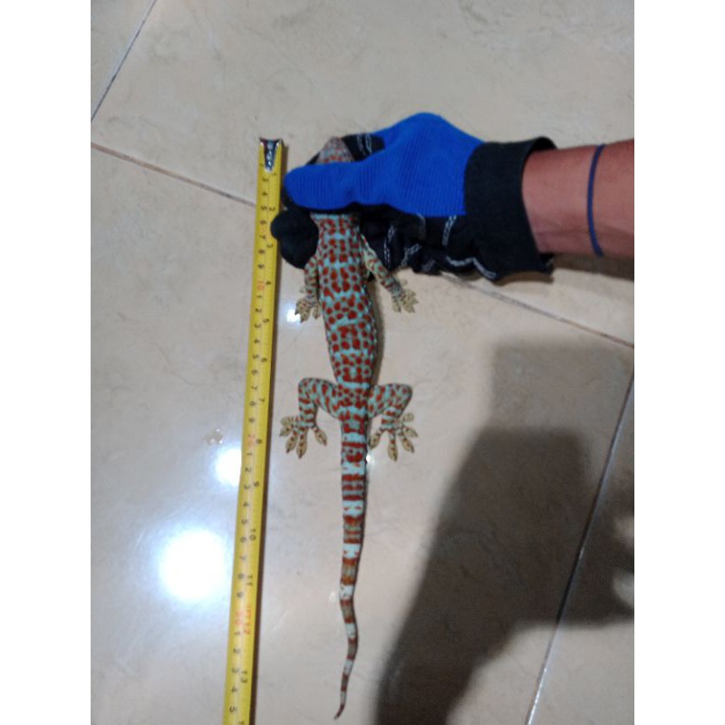 Tokek Rumah Ukuran 34cm 4ekor