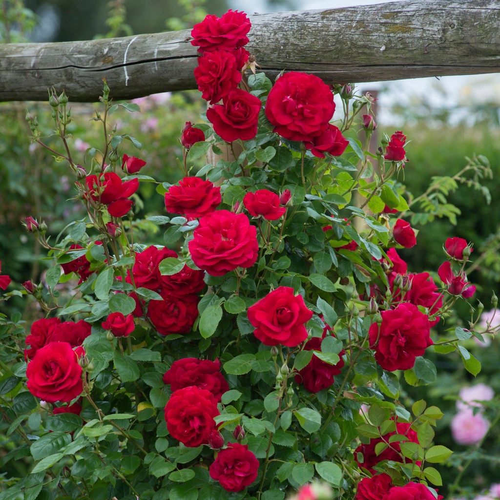 Bibit Tanaman Hias Bunga Mawar Rambat Climbing Rose Cantik Bisa Pilih Warna