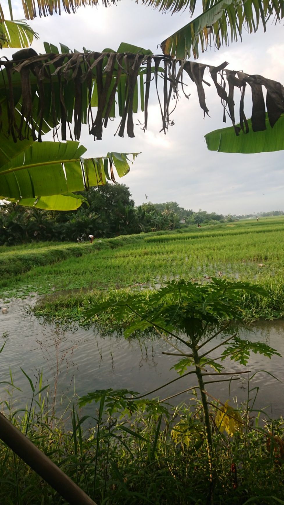 Tunik Batik Wanita Kekinian
