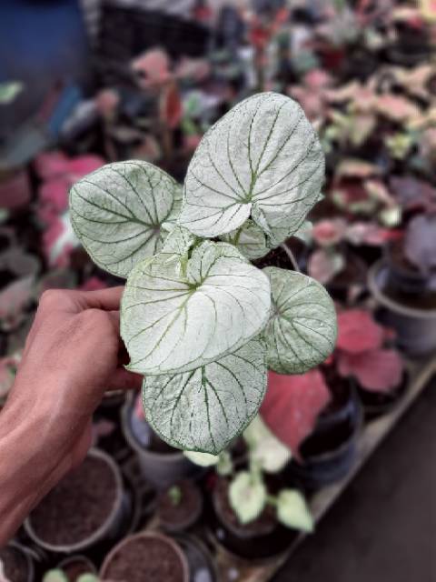 White Swan Dewasa Caladium Keladi Kaladi Caladium Import Thailand Talas Tanaman Hias Bunga Hias Shopee Indonesia