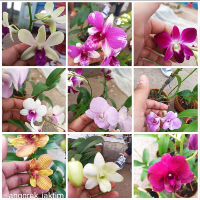 Anggrek Dendrobium Aneka Warna Shopee Indonesia