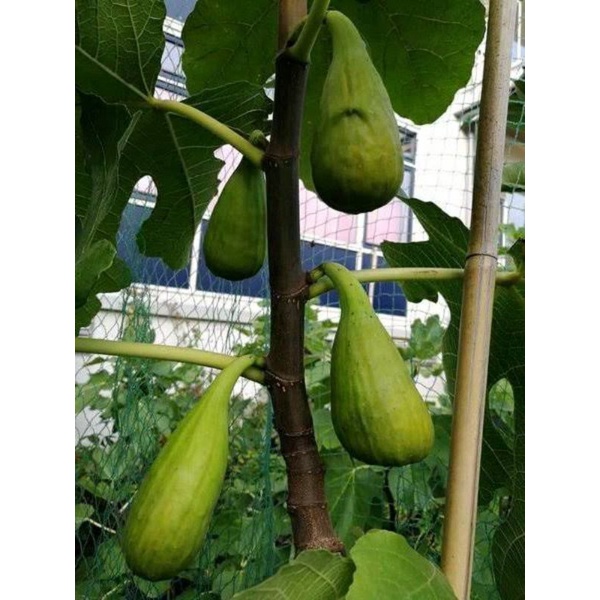 Bibit buah tin langka jenis FICO SALAM