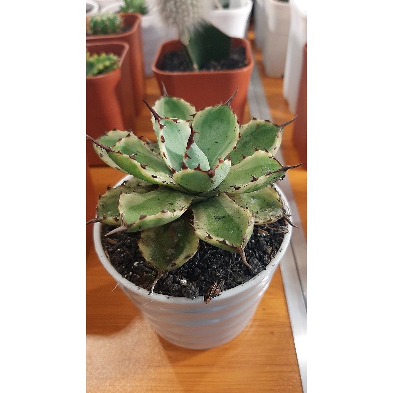 

agave