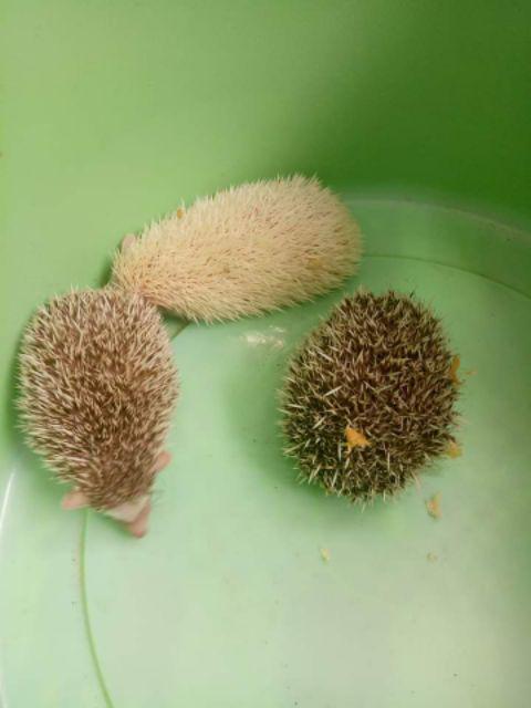 Tas Bekal Susun Jumbo Unicorn Tosca Lc / Lunch Bag Doubledecker