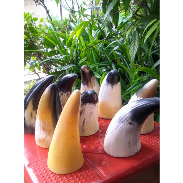 kop bekam tanduk mini originall