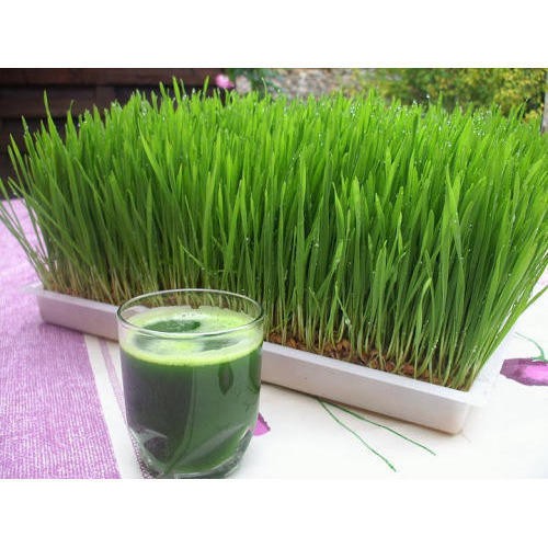 Benih-Bibit Rumput Gandum/Wheatgrass Merah Organik (Haira Seed)