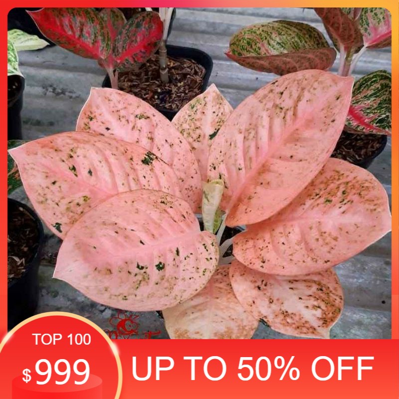 bonggol aglonema stardus orange bertunas