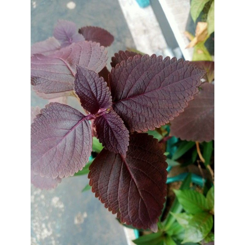 

Jual Daun Miana Herbal