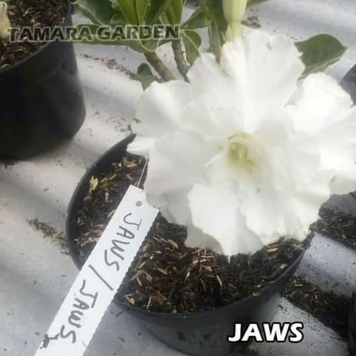

Bibit Bunga Kamboja Adenium Jaws