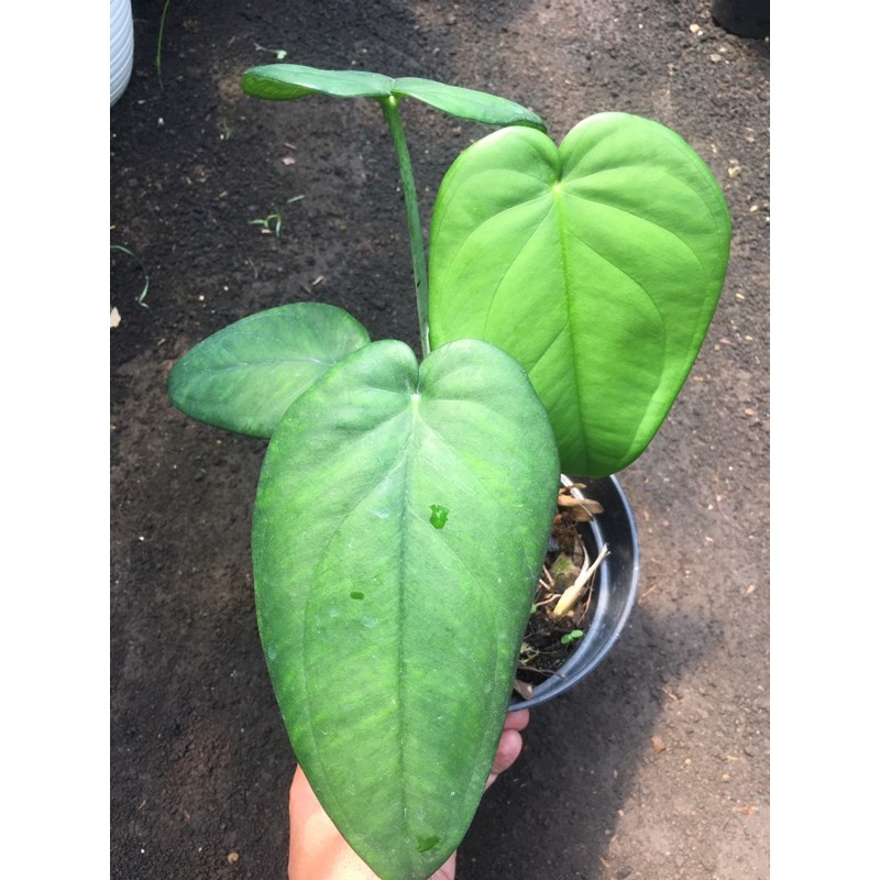 syngonium singonium chiapense