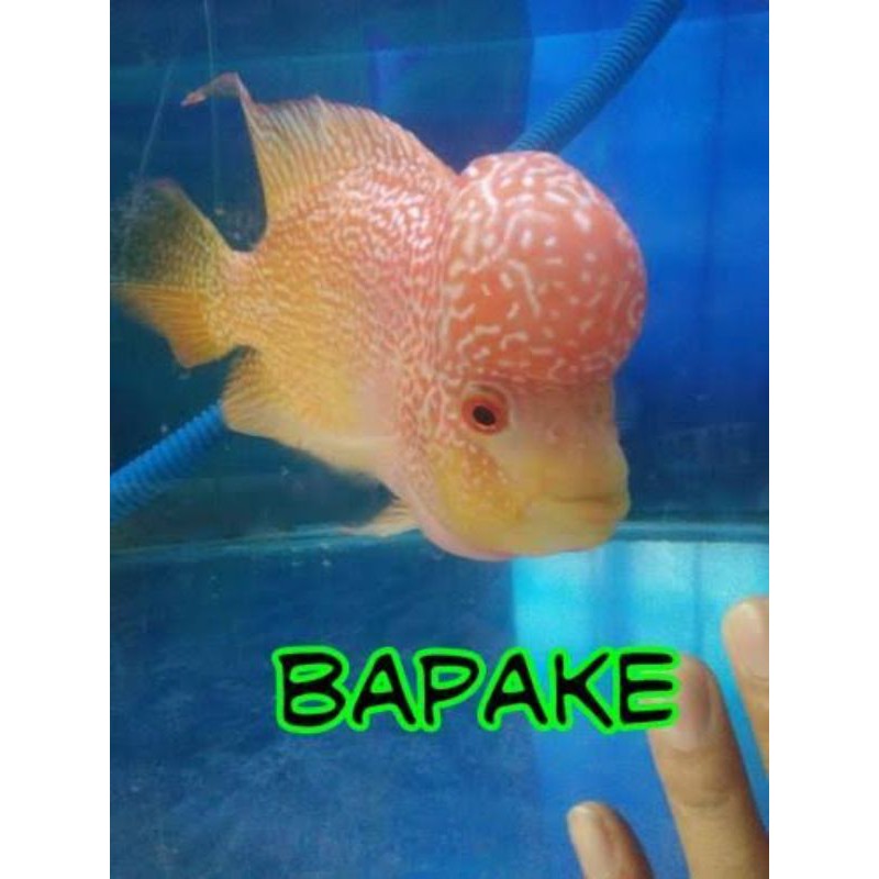 LOHAN GOLDEN BASE LOUHAN GOLDEN BASE BURAYAK