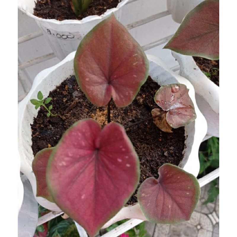 Caladium/Keladi Chocolatos