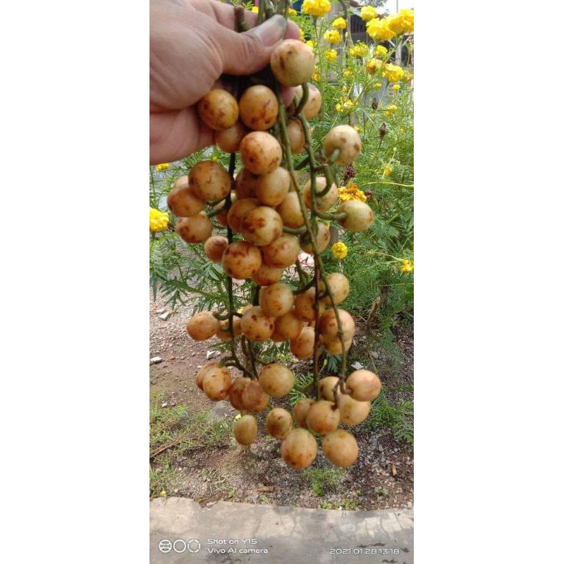 

Bencoy asam manis 1kg