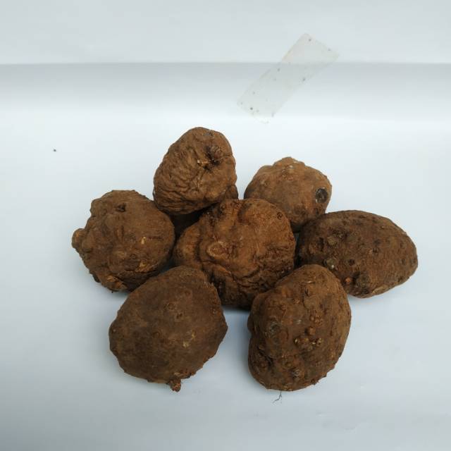 Bibit Katak Porang super