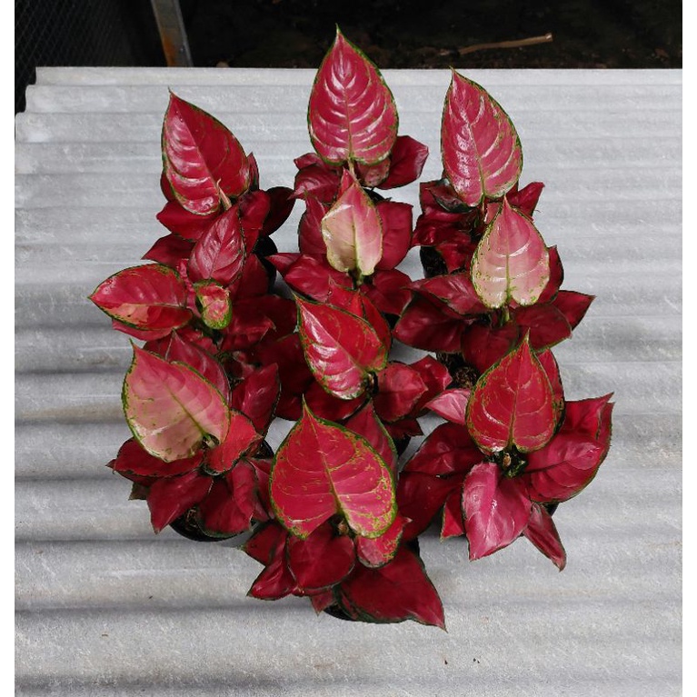 aglonema red queen 10pot / Aglonema murah / Aglonema cantik