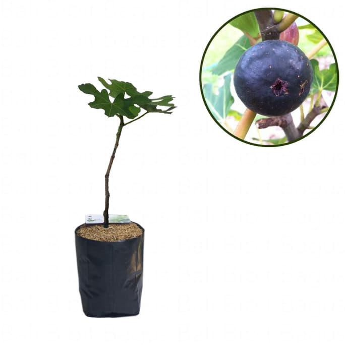 Bibit Cangkok Pohon Buah Fig Tin Ara Jenis Black Ischia <>