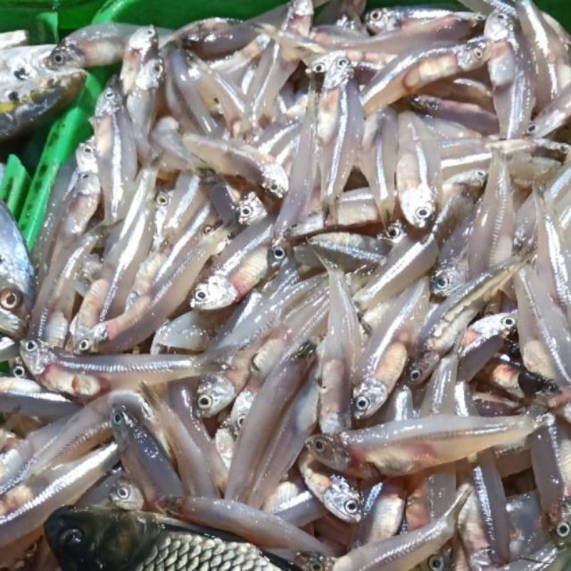 

ikan teri