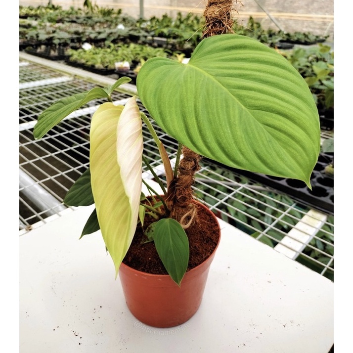 ASLI bibit Tanaman Hias Berbulu Viral Philodendron sp. Fuzzy Petioles Hijau Surya gardenfarm