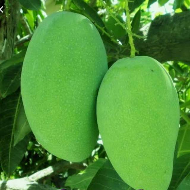 Bibit tanaman buah mangga gadung