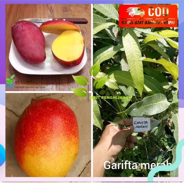 Bibit mangga garifta merah