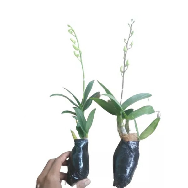 Paket 2 Anggrek Dendrobium Berbunga / Anggrek Dendrobium Spike Knop / Anggrek Dendrobium Spike