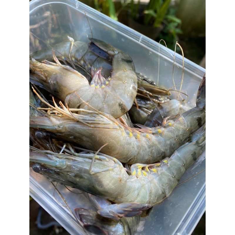 

Udang Segar