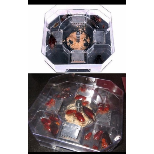 perangkap kecoa cocroach trap box