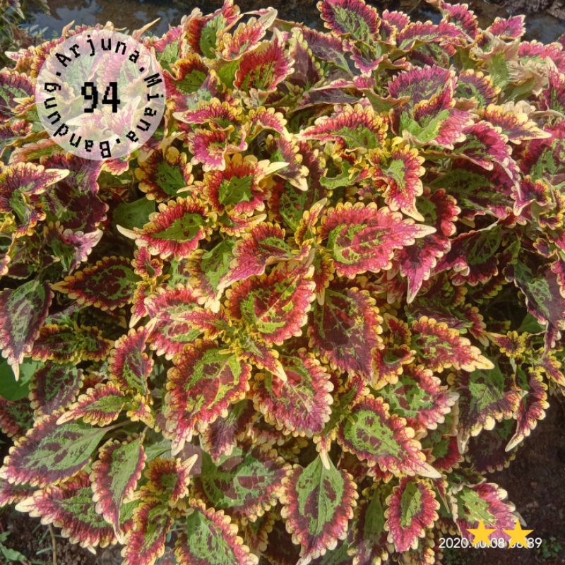 miana kode 94 / Arjuna Miana Bandung