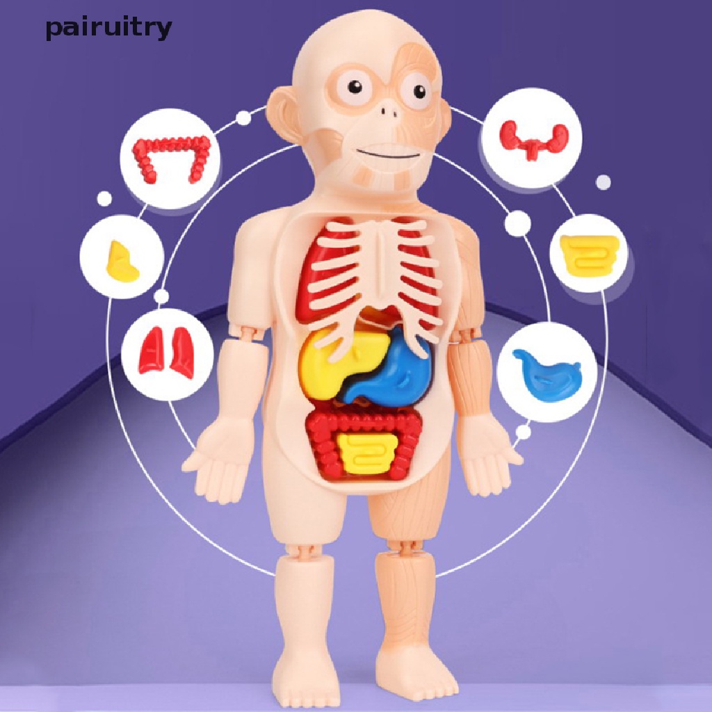 Mainan puzzle Rakitan Anatomi Tubuh Manusia 3d Untuk Edukasi