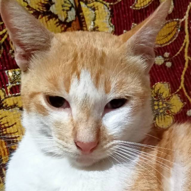 shilviananh