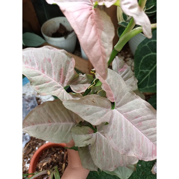 syngonium pink spot