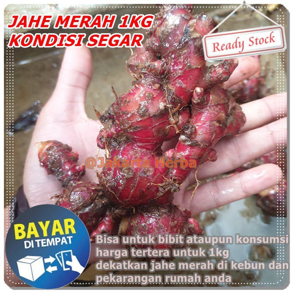 

JAHE MERAH 1KG [ KONDISI SEGAR ]