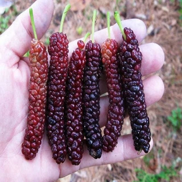 BIBIT TANAMAN BUAH LONG MURBEI-BIBIT MURBEI PANJANG