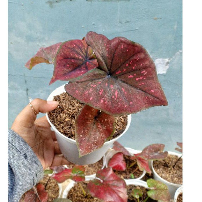 caladium chocolatos remaja