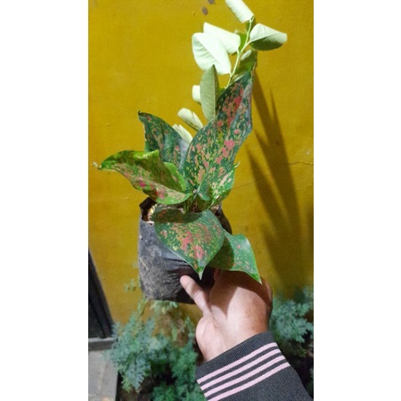 bibit tanaman hias cantik aglonema red venus...bunga aglo red venus