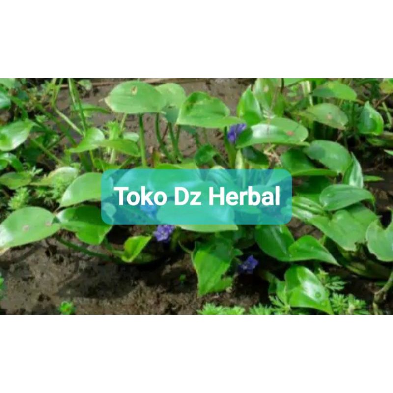 

Daun eceng sawah segar 500 gram