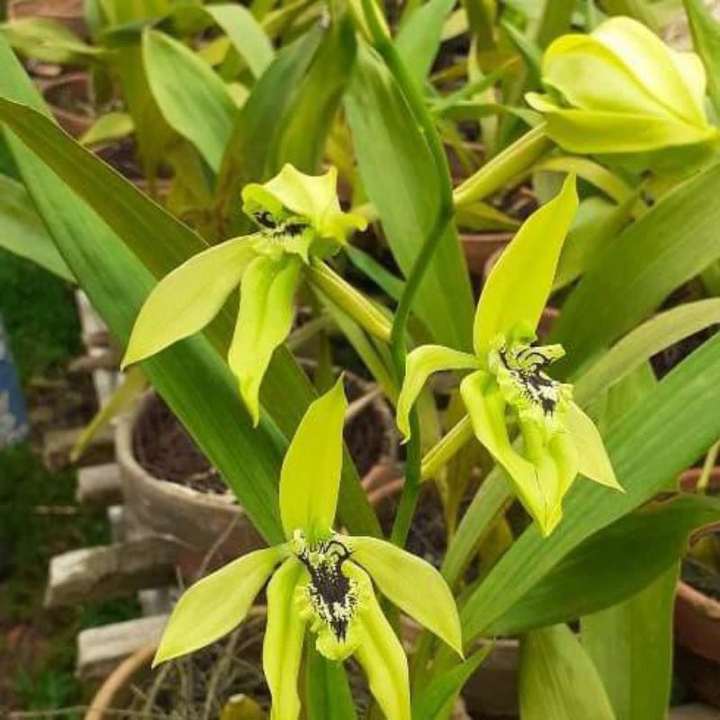 Anggrek hitam kalimantan