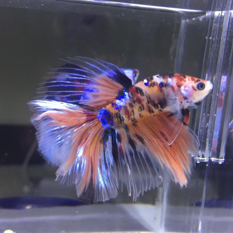 Ikan Cupang Halfmoon Koi Nemo Galaxi