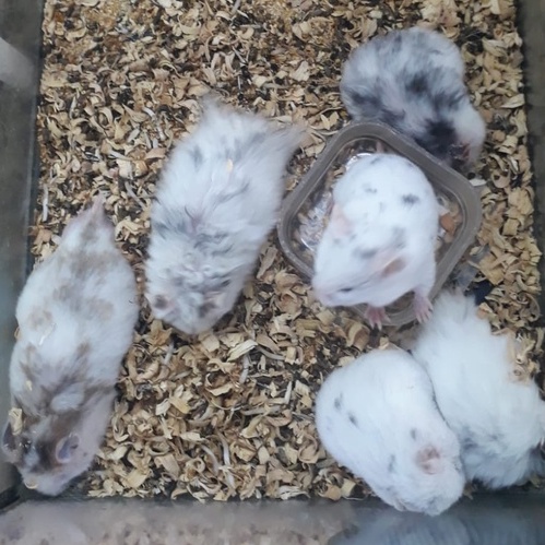 Hamster Syrian Indukan, Fujiama, Dominan Spot, Trico