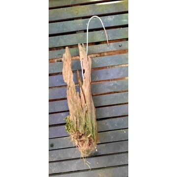 Suvenir Fosil Kayu Ulin (cocok untuk media tempel tanaman hias anggrek)