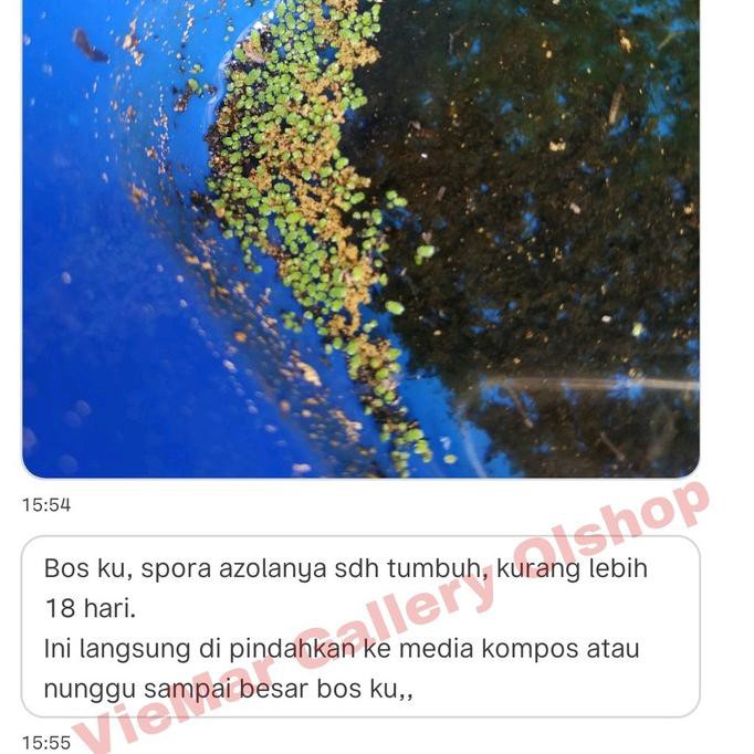 Spora Azolla Microphylla Instant (Praktis) Murni 100%