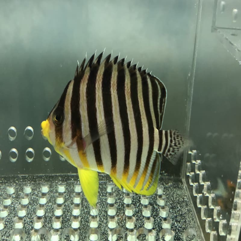 ikan hias laut angel kiper